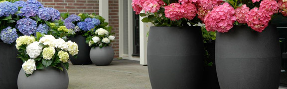 org:/product-category pages/capibanner.jpg